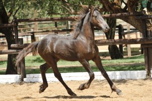 Brecht Foal