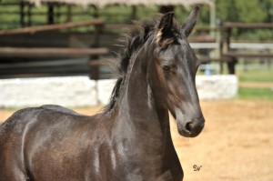 Khloe