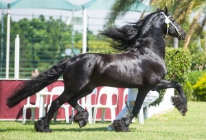 Friso fan S. Champion Imported Stallion with KFPS Breeding Permission