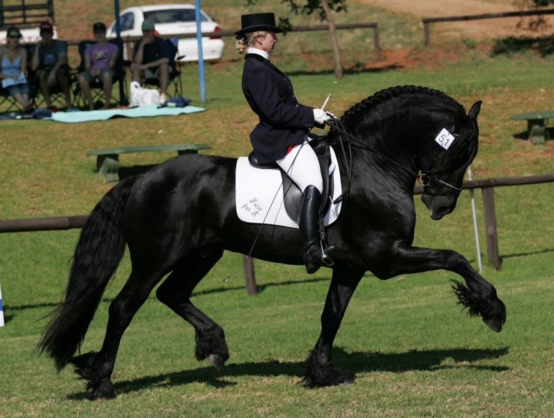 Friso Champ Stallion Saddle