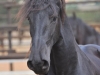 Ester
