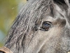 Friesian Eye