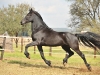 Friesian Trotting
