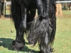 Friso Grazing