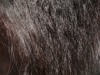 Friso Mane