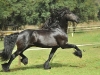 Friso Trot