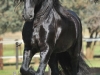 Friso Trotting