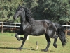 Katinka Trot