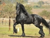 Ritse Trotting