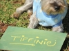 Tiffinie