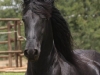 Tjalf Veld Head