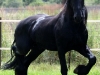 Tjalf Veld