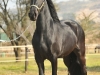 Tjitke B Standing
