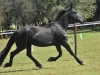 Uma Trotting