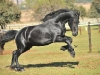 Wynand Jump