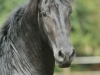 Wynand