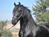 Zorro Head