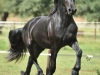 Zorro