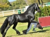 friso-in-hand-fpssa-2012